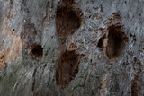 Fototapeta Desenie - Texture of old tree trunks