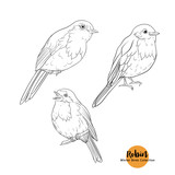 Fototapeta  - Robin bird - a symbol of Christmas. Set of elements for design Isolated on white background. Realistic sketch drawing. Outline hand drawing vector illustration..