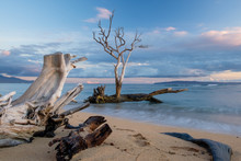 Scenic Maui Beach With  Driftwood And A Dry Tree