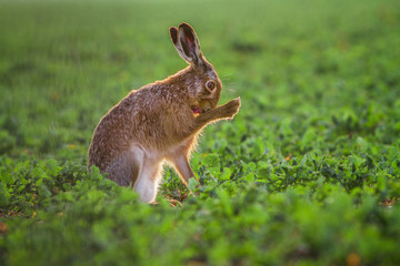 Wall Mural - European brown hare (Lepus europaeus)