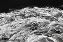 Gray Scale Shot Of Some White Feathers