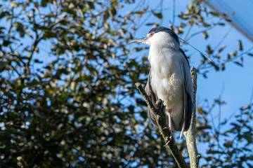 Black Crowned Night Heron Perched in a Tree