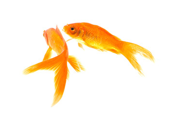 Gold fish isolated on a white background