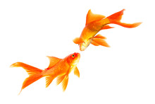 Gold Fish Isolated On A White Background