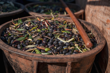 Sticker - TORRE SANTA SUSANNA, ITALY / OCTOBER 2019: The harvesting of olives for the seasonal production of extravirgin olive oil in Puglia region