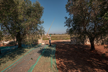 Sticker - TORRE SANTA SUSANNA, ITALY / OCTOBER 2019: The harvesting of olives for the seasonal production of extravirgin olive oil in Puglia region