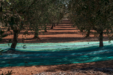 Sticker - TORRE SANTA SUSANNA, ITALY / OCTOBER 2019: The harvesting of olives for the seasonal production of extravirgin olive oil in Puglia region