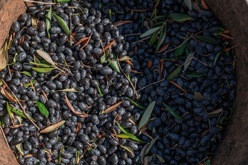 Sticker - TORRE SANTA SUSANNA, ITALY / OCTOBER 2019: The harvesting of olives for the seasonal production of extravirgin olive oil in Puglia region