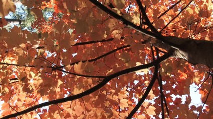 Wall Mural - Autumn Tree Camera Spin