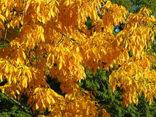Beautiful Yellow Foliage Of The Shagbark Hickory Tree (Carya Ovata) In Autumn