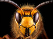 Close-up view of head of live European hornet (Vespa crabro)--the largest eusocial wasp native to Europe (4 cm); introduced to North America.. This hornet preys on other insects and other small prey.
