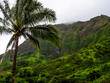 © Veronique - palmier dans la jungle