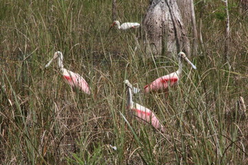 Wall Mural - a flock of roseate spoonbills