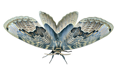 Sticker - Butterfly (Brahmaea tancrei) 6