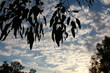 cloud filled late afternoon sky seen thru the silhouette of native Australian gum tree leaves on a farm in rural Australia