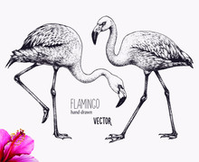 Flamingo Vector Illustration. Ink Pen Drawing. Line Art Design, Engraving Style. Hand Drawn Picture. Isolated Black Figures. Sketch Artwork