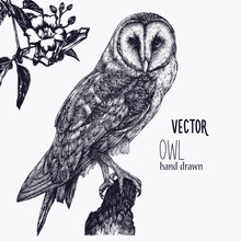 Vector Hand Drawn Ink Pen Illustration. Barn Owl Sitting On A Tree Stump. Flower Decoration In The Corner. One Color Design. Isolated Image. Sketch Artwork