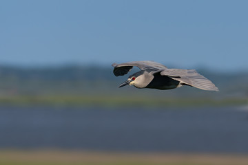 Wall Mural - A Black-crowned Night Heron flying over the marsh.