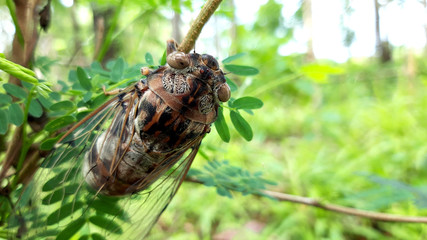 Cicada insect. Cicada standing on a branch. Cicada Macro. Cicada sits on a branch in natural habitat.