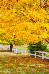 Wall Mural - golden autumn maple trees along a white fence in new england