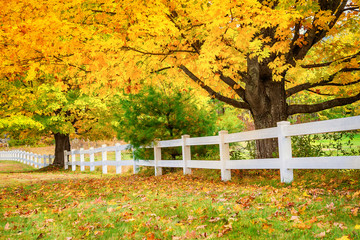 Wall Mural - golden autumn maple trees and fallen leaves along a white fence in new england