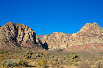 Wall Mural - Rugged mountains and Joshua Trees in Nevada's Mojave Desert