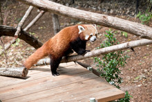 The Red Panda Is Going Up The Branch