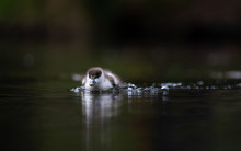 Duckling On Pond