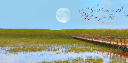 Greater Flamingos in flight over Sultanmarshes national park (bird paradise) with full moon - Kayseri, Turkey 
