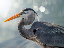 Close Up Of The Face Of A Blue Heron.