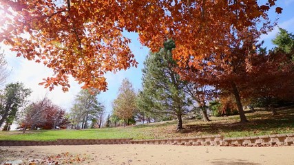 Wall Mural - Multi colored tree leaves in autumn on sunny sky, fall colors in sunlight, high dynamic range video capture hdr