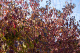 Fototapeta  - autumn background. yellow leaves on a background of blue sky. natural background
