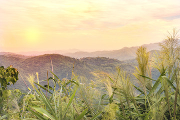 grass and morning sunshine at mountain