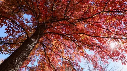 Wall Mural - Multi colored tree leaves in autumn on sunny sky, fall colors in sunlight, high dynamic range video capture hdr