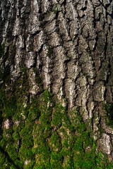 texture of an old tree in a forest on the ground