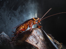 Cockroach Crawling On Banana Peel