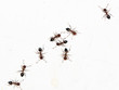 small black ants on a white wall
