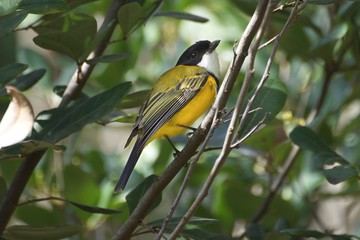 Australian Wildlife wild bird Golden Whistler