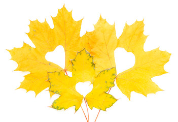 maple autumn leaves on a white background