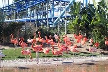 Beautiful Flamingos In San Diego Zoo