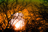 Fototapeta Krajobraz - Sunset through tree branches without leaves. Horror or fear concept image. Forest woods in back light of dusk time