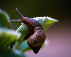 macro shots of insects