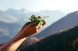 © kazantsevaov - Hands on a background of mountains hold healing and aromatic herbs.