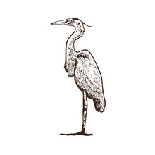 Heron Standing, Side View, Hand Drawn Doodle, Sketch In Vintage Gravure Style, Vector Illustration