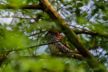 bird on branch