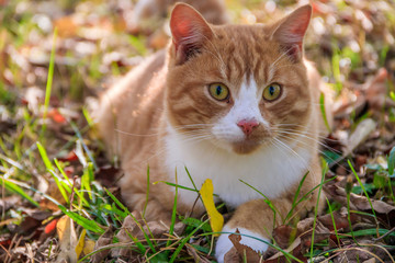 Wall Mural - Beautiful cat lies on the grass with leaves. Pet. Cat for a walk