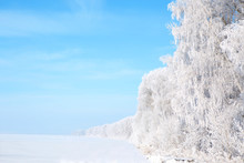 Winter Framework. White Frozen Trees And Blue Sky.