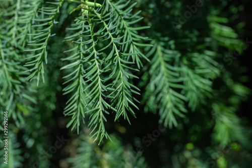 Green larch background.