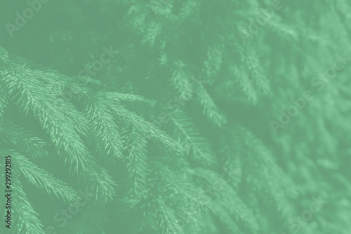 Green evergreen background.