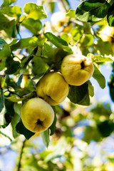 Yellow ripe quince on tree branch closeup